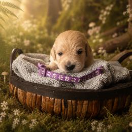 Girl 1 - Light golden female Golden Retriever puppy in Ormond Beach, Florida from Sterling Run Retrievers