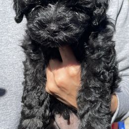 Aussiedoodle Puppies from Bay Area Aussiedoodles