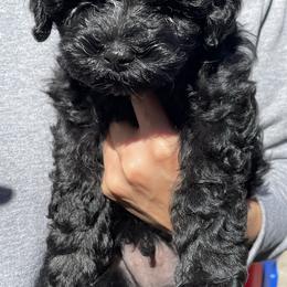 Aussiedoodle Puppies from Bay Area Aussiedoodles