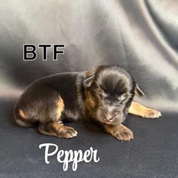 Pepper - Black tri female Miniature Australian Shepherd puppy in Medical Lake, Washington from MAS Gone Rogue