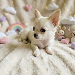 Baby - Cream and white male Chihuahua puppy in Springfield, Missouri from Casadelopez Tails