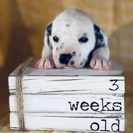 Dalmatian Puppies from Snow Dalmatians