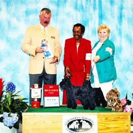 Miniature Schnauzers from Glendora's