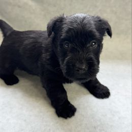 Girl 1 - Black female Scottish Terrier puppy in Scurry, Texas from Starlight Scotties of Texas