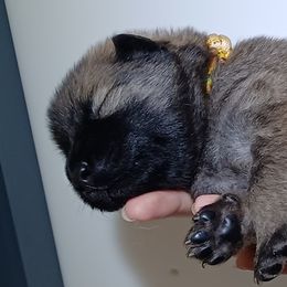 Yara Yellow Collar - Fawn female Eurasier puppy in Lakewood, Ohio from Exquisite Eurasier