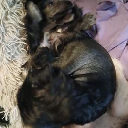 Cowboy hhl black - Black male Chinese Crested puppy in Elizabethtown, Kentucky from Sakkarra Chinese Crested Dogs and Art