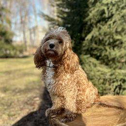 Bella - Cavapoo