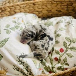 Chex - Merle male Pomsky puppy in Greenville, South Carolina from Thicketty Mountain Pomskies