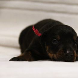 Otherya - 5350 - Black and rust female Doberman Pinscher puppy in Rockwall, Texas from Elitehaus