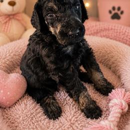 Heaven - Phantom female Poodle puppy in Washington, Pennsylvania from Patriotic Poodles