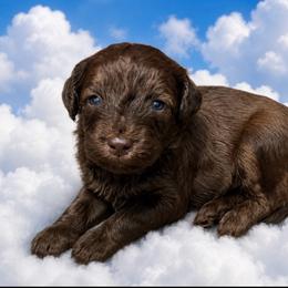 Dolly - Brown female Bernedoodle puppy in Williston, Florida from Tera Caldwell
