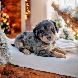Buddy - Blue merle male Bernedoodle puppy in Sparta, Missouri from Sis' Doodles & Poodles