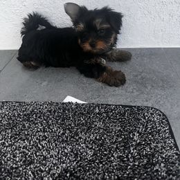 Kiki - Black and tan male Yorkshire Terrier puppy in Cape Coral, Florida from Katherine’s Yorkies and Poodles
