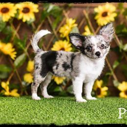 Pixel - Merle female Chihuahua puppy in Demorest, Georgia from Sourpatch Chihuahuas