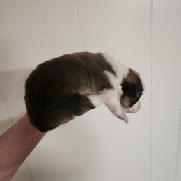 Boy 4 - Sable and white male American Corgi puppy in Odessa, Missouri from LOYAL T K9's CORGIS