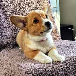 Lilli - White and red female Pembroke Welsh Corgi puppy in Port Byron, Illinois from Seegrist Family Puppies