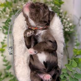 Zirconium - Blue male Australian Labradoodle puppy in Brush Prairie, Washington from Fancy Pants Labradoodles