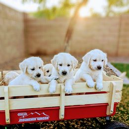 Golden Retriever Puppies from Top Gun Golden Retrievers