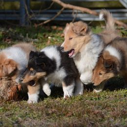 Collie Puppies from 'Twas Collies