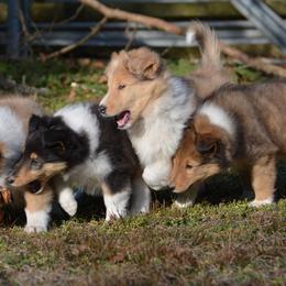 Collie Puppies from 'Twas Collies