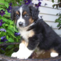 Muffin - Black tri male Miniature Australian Shepherd puppy in Atwood, Illinois from Buck-Run Puppies