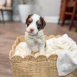 Party Favor - Brown and white male Bernedoodle puppy in Sulphur, Louisiana from Curly Q’s Of Carlyss