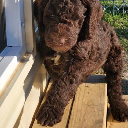 Poodle Puppies from Edith and Company Fantastic Standard Poodle Life