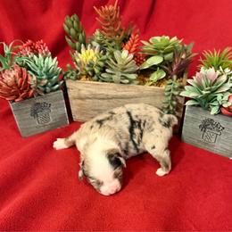 Joan - Blue merle female Miniature Australian Shepherd puppy in Myakka City, Florida from Gable A Aussies