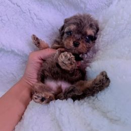 Cavapoo Puppies from Myles Barnum