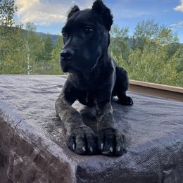 Red - Cane Corso puppy in Bailey, Colorado from Rocky Mountain Cane Corso