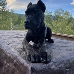 Red - Cane Corso puppy in Bailey, Colorado from Rocky Mountain Cane Corso