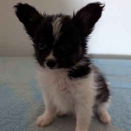 Ravyns Boy 2 - White black and tan male Papillon puppy in Joshua, Texas from Summertime Kennels
