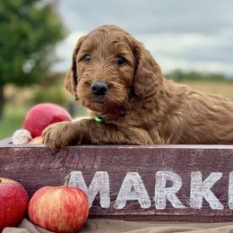 Green - Red  male Goldendoodle puppy in Hesperia, Michigan from Red Acres Poodles & Doodles