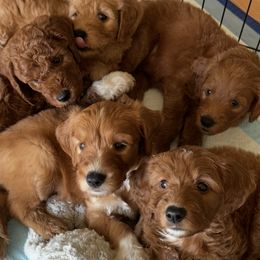 Goldendoodle Puppies from Ankeny Doodles