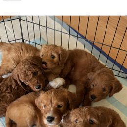 Goldendoodle Puppies from Ankeny Doodles