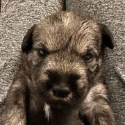 X Collar Boy - Standard Schnauzer puppy from Beaucoup Standard Schnauzers