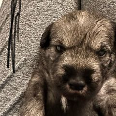 X Collar Boy - Standard Schnauzer puppy from Beaucoup Standard Schnauzers