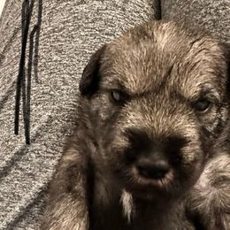 X Collar Boy - Standard Schnauzer puppy from Beaucoup Standard Schnauzers