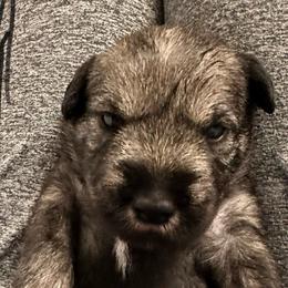 X Collar Boy - Standard Schnauzer puppy from Beaucoup Standard Schnauzers