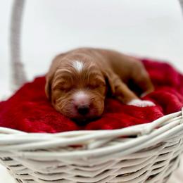 Van's - Red  male Goldendoodle puppy in North Carolina from Tuxedo Mountain Doodles