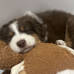 Australian Shepherd Puppies from Dream E River Ranch