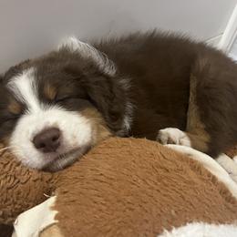 Australian Shepherd Puppies from Dream E River Ranch