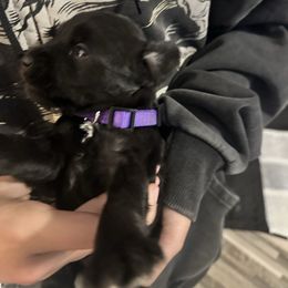 Makenzie - Black female Miniature Schnauzer puppy in Lubbock, Texas from Schnazzy Schnauzers