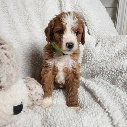 Bright Green - Apricot female Goldendoodle puppy in Cumming, Georgia from Chattahoochee Kennels