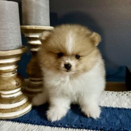 Girl - Holly - Cream sable parti female Pomeranian puppy in Minooka, Illinois from Sheree’s Pomeranians