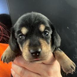 Grace Girl 3 - Black and tan female Dachshund puppy in Bigfork, Minnesota from Dachshunds Up North