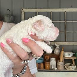 Whisper - White male Cavapoo puppy in Shingle Springs, California from Kindred Oak Goldendoodles