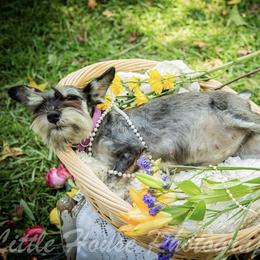 Pearl - Miniature Schnauzer