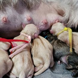 Miniature Schnauzer Puppies from Mountain View Schnauzers