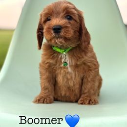 No name yet - Red male Australian Labradoodle puppy in Waco, Texas from RainPuddle's Labradoodles